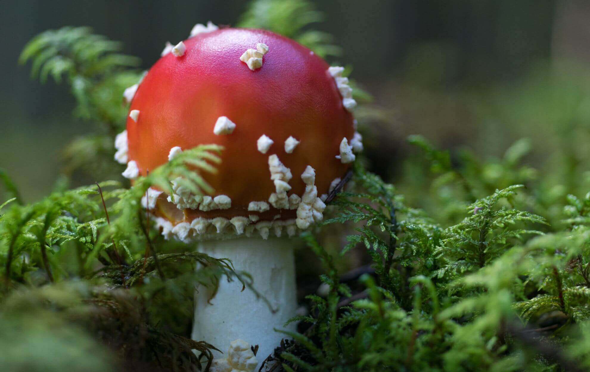 Amanita Muscaria in Ferns