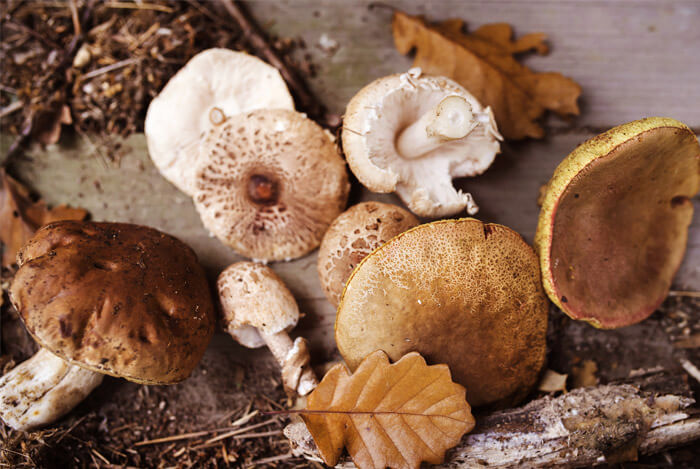 Exploring Nature’s Superfoods: The Health Benefits of Mushrooms and Other Nutrient-Rich Foods