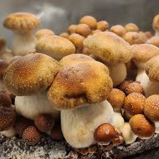 Hillbilly Mushrooms: A Comprehensive Cultivation Guide