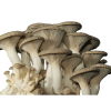 King Oyster Cluster Pleurotus eryngii