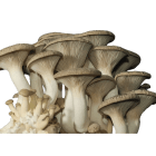 King Oyster Cluster Pleurotus eryngii