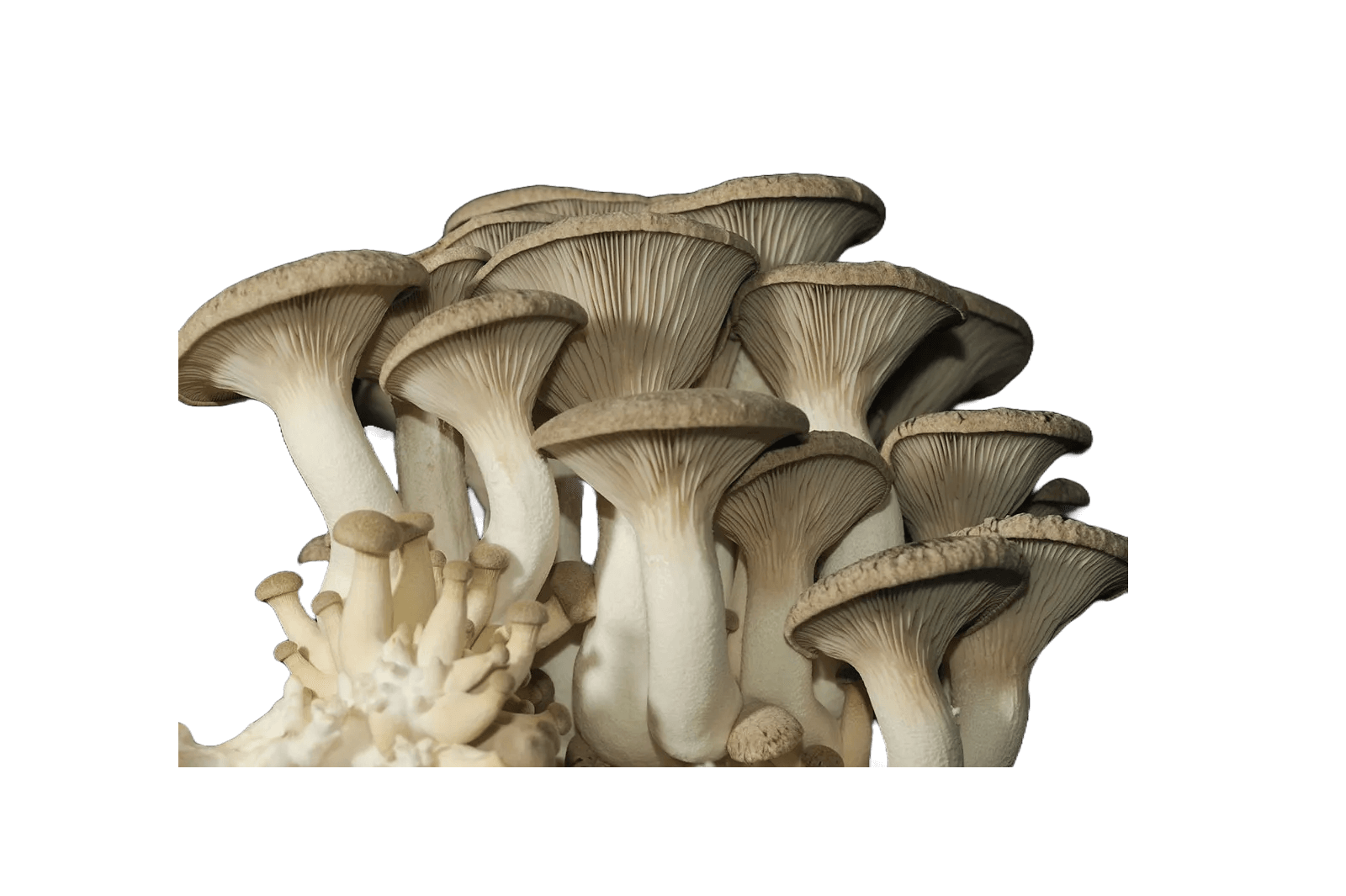 King Oyster Cluster Pleurotus eryngii