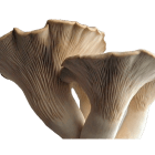 King Oyster Mushroom Pleurotus eryngii