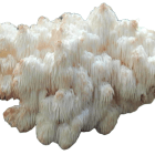 Lion's Mane Fruit