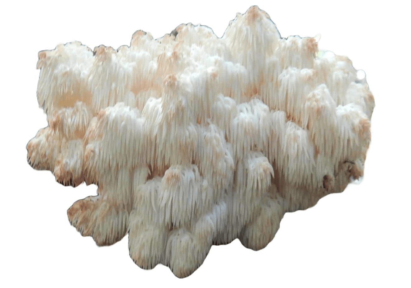 Lion's Mane Fruit