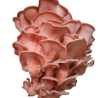 Pleurotus djamor (Pink Oyster) Fruit Vertical