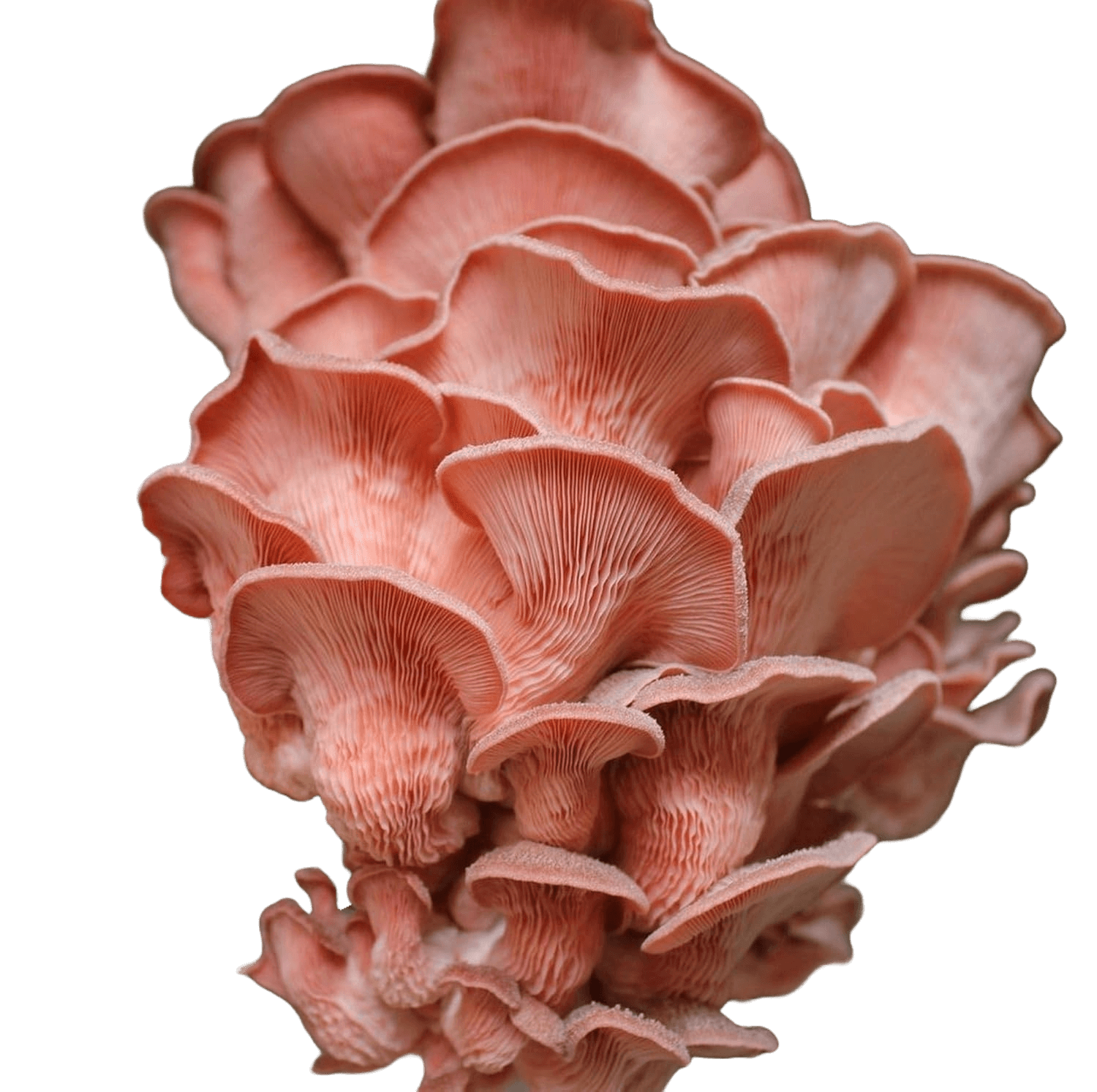 Pleurotus djamor (Pink Oyster) Fruit Vertical