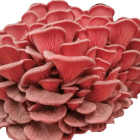 Pleurotus djamor (Pink Oyster) Close up Fruit