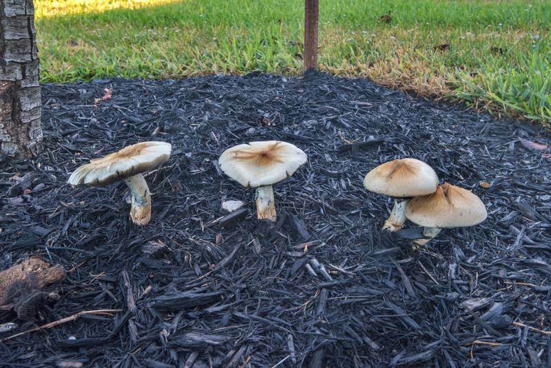 Psilocybe cubensis: A brief History