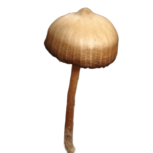 Semperviva subtropicalis