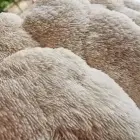 Lion's Mane Close Up