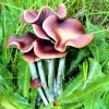 Psilocybe cyanescens in Grass