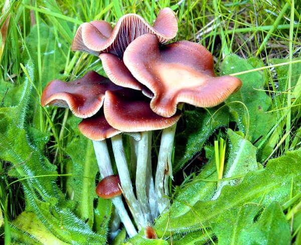 The Ultimate Showdown: Psilocybe Cubensis vs. Psilocybe Cyanescens